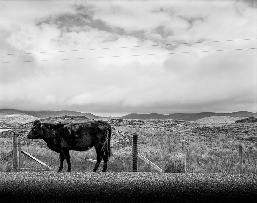 Black and white large format photograph - Cow Walking, Isle of Lewis