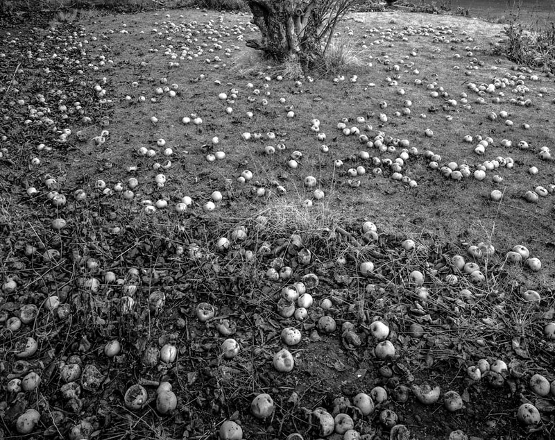 Black and white large format photograph - Fallen Fruit
©PaulCMcDonald