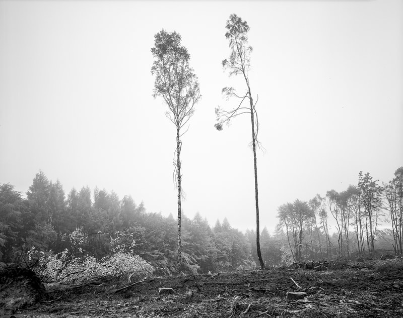 Black and white large format photograph - Two Trees
©PaulCMcDonald